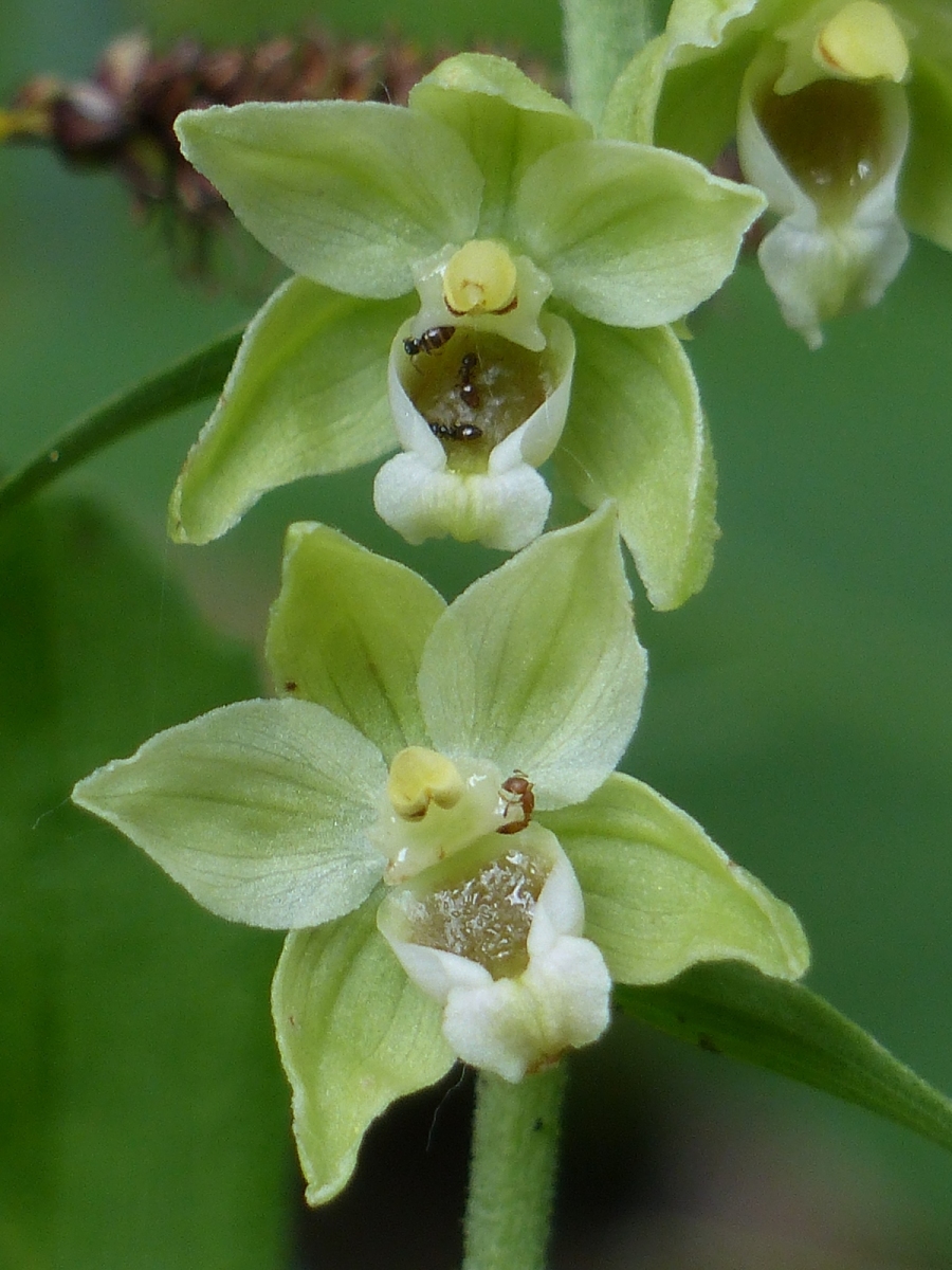 1-034-Orchidea-Epipactis-muelleri